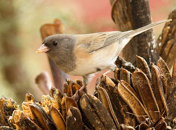 Dark-eyed Junco (Oregon)Junco hyemalis oreganus 