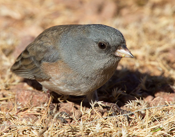 Dark-eyed Junco (Oregon)Junco hyemalis oreganus 