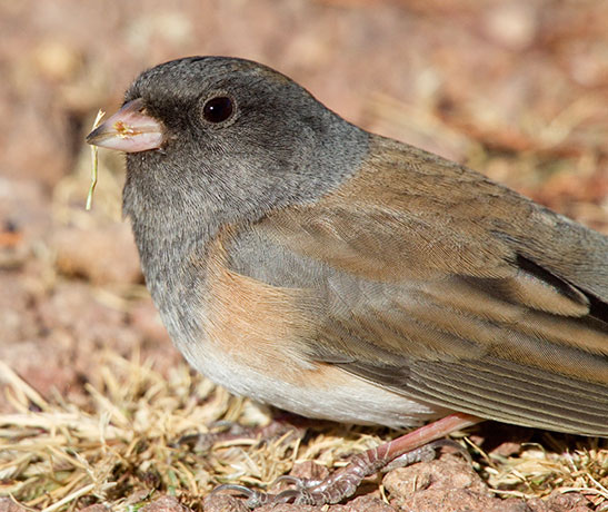 Dark-eyed Junco (Oregon)Junco hyemalis oreganus 