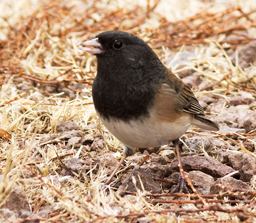Dark-eyed Junco (Oregon)Junco hyemalis oreganus 