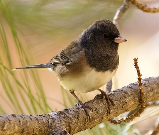 Dark-eyed Junco (Oregon)Junco hyemalis oreganus 