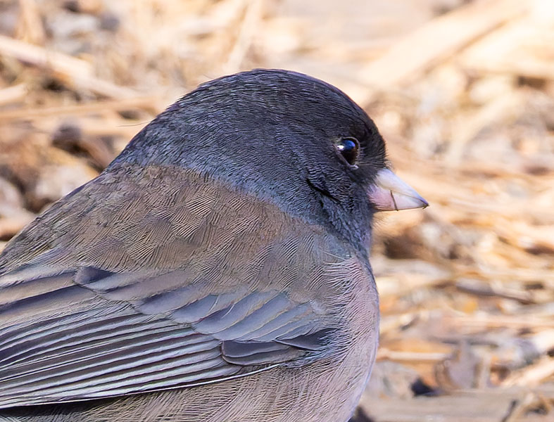 Dark-eyed Junco (Oregon)Junco hyemalis oreganus 