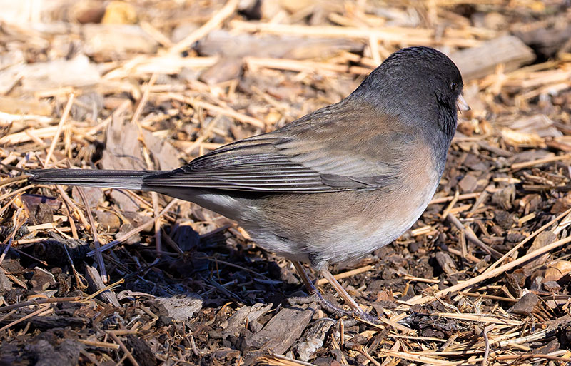 Dark-eyed Junco (Oregon)Junco hyemalis oreganus 