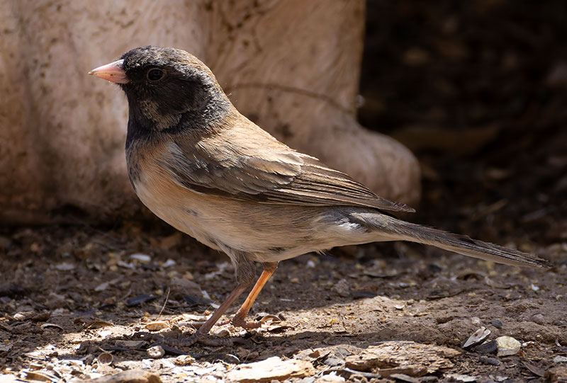 Dark-eyed Junco (Oregon)Junco hyemalis oreganus 