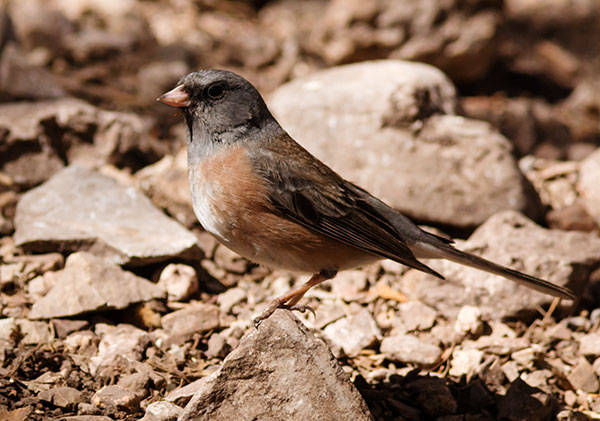 Dark-eyed Juncos Pink-sided Junco hyemalis mearnsi 