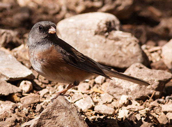 Dark-eyed Juncos Pink-sided Junco hyemalis mearnsi 