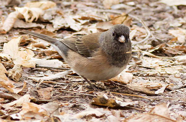 Dark-eyed Juncos Pink-sided Junco hyemalis mearnsi 