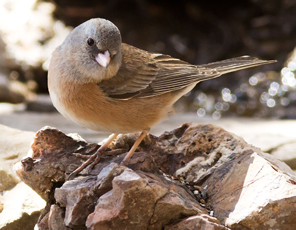 Dark-eyed Juncos Pink-sided Junco hyemalis mearnsi 