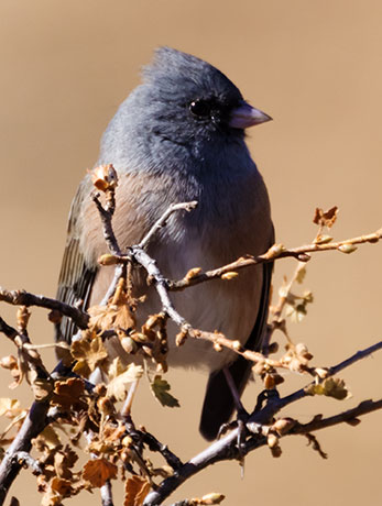 Dark-eyed Juncos Pink-sided Junco hyemalis mearnsi 
