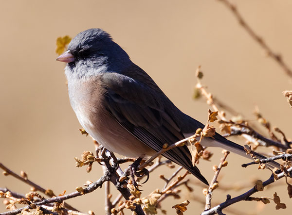 Dark-eyed Juncos Pink-sided Junco hyemalis mearnsi 