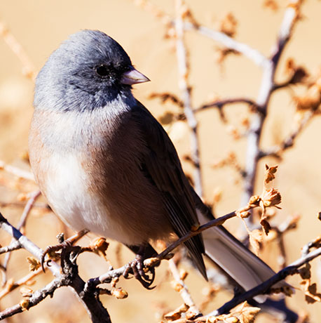 Dark-eyed Juncos Pink-sided Junco hyemalis mearnsi 
