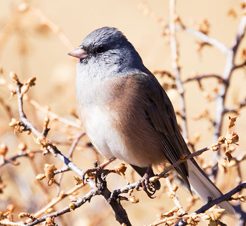 Dark-eyed Juncos Pink-sided Junco hyemalis mearnsi 