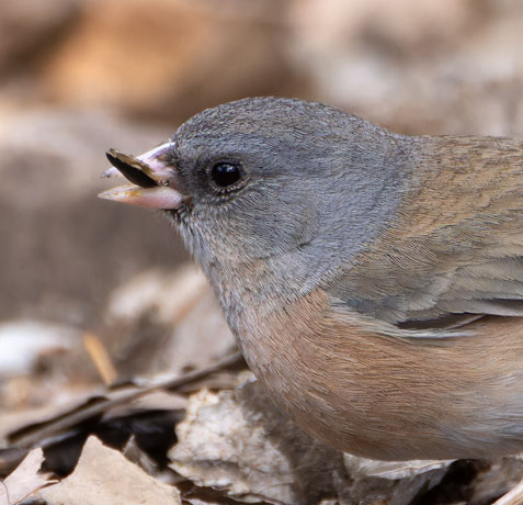 Dark-eyed Juncos Pink-sided Junco hyemalis mearnsi 
