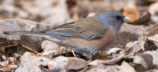 Dark-eyed Juncos Pink-sided Junco hyemalis mearnsi 