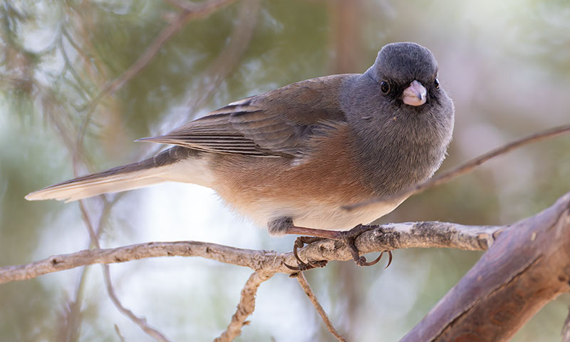 Dark-eyed Juncos Pink-sided Junco hyemalis mearnsi 