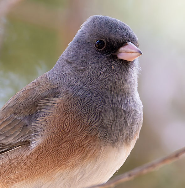 Dark-eyed Juncos Pink-sided Junco hyemalis mearnsi 