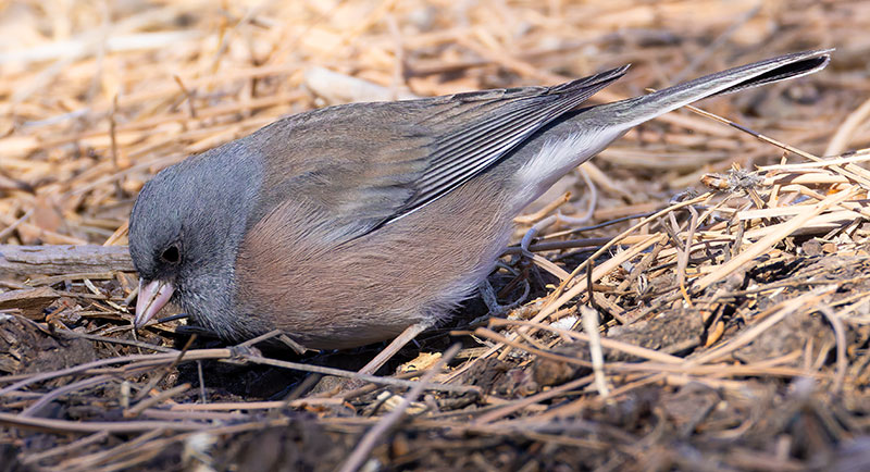 Dark-eyed Juncos Pink-sided Junco hyemalis mearnsi 