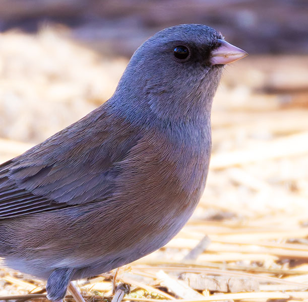 Dark-eyed Juncos Pink-sided Junco hyemalis mearnsi 