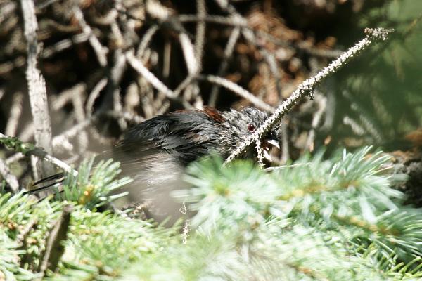 Dark-eyed Junco (Red-backed) Junco hyemalis dorsalis 