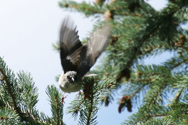 Dark-eyed Junco (Red-backed) Junco hyemalis dorsalis 