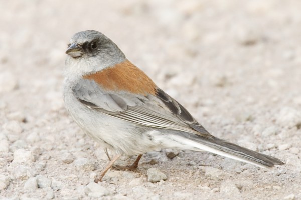 Dark-eyed Junco (Red-backed) Junco hyemalis dorsalis 