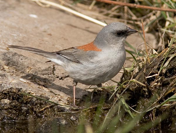 Dark-eyed Junco (Red-backed) Junco hyemalis dorsalis 