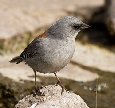 Dark-eyed Junco (Red-backed) Junco hyemalis dorsalis 