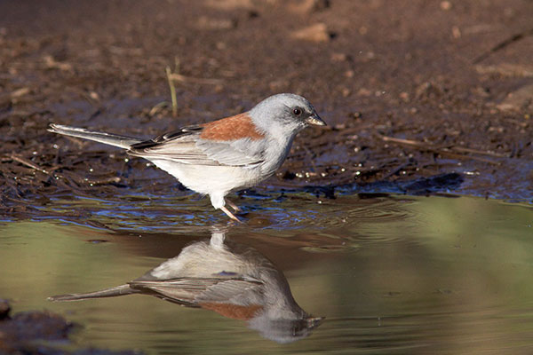 Dark-eyed Junco (Red-backed) Junco hyemalis dorsalis 