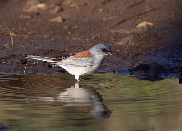 Dark-eyed Junco (Red-backed) Junco hyemalis dorsalis 