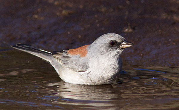Dark-eyed Junco (Red-backed) Junco hyemalis dorsalis 