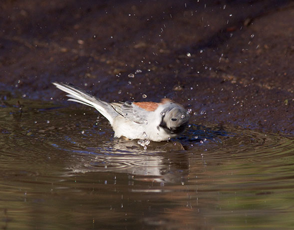 Dark-eyed Junco (Red-backed) Junco hyemalis dorsalis 