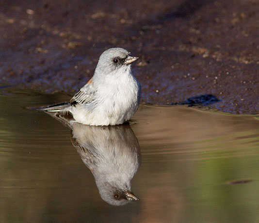 Dark-eyed Junco (Red-backed) Junco hyemalis dorsalis 