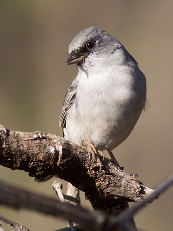 Dark-eyed Junco (Red-backed) Junco hyemalis dorsalis 