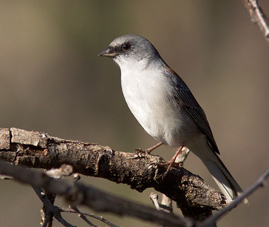 Dark-eyed Junco (Red-backed) Junco hyemalis dorsalis 