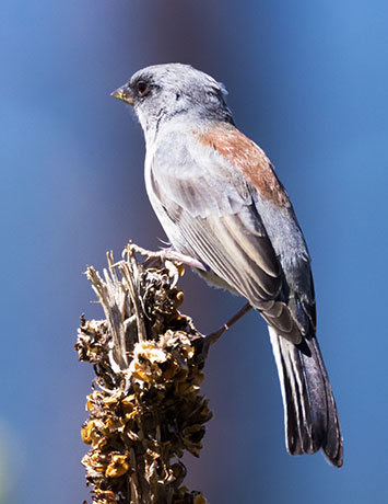 Dark-eyed Junco (Red-backed) Junco hyemalis dorsalis 