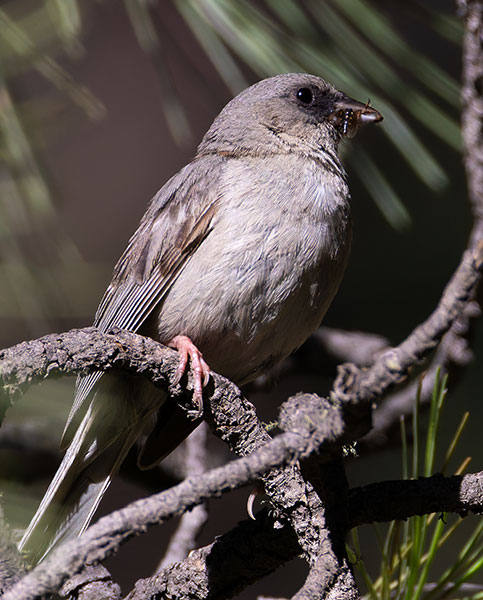 Dark-eyed Junco (Red-backed) Junco hyemalis dorsalis 