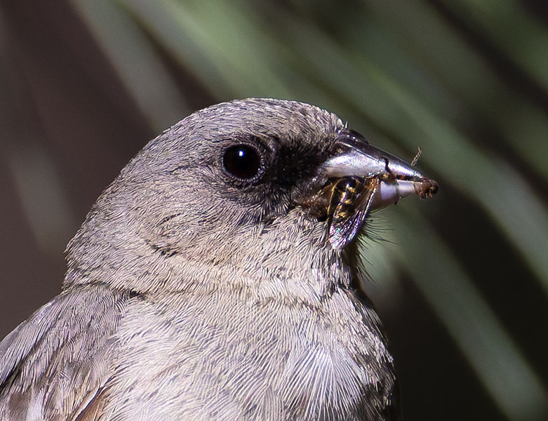 Dark-eyed Junco (Red-backed) Junco hyemalis dorsalis 