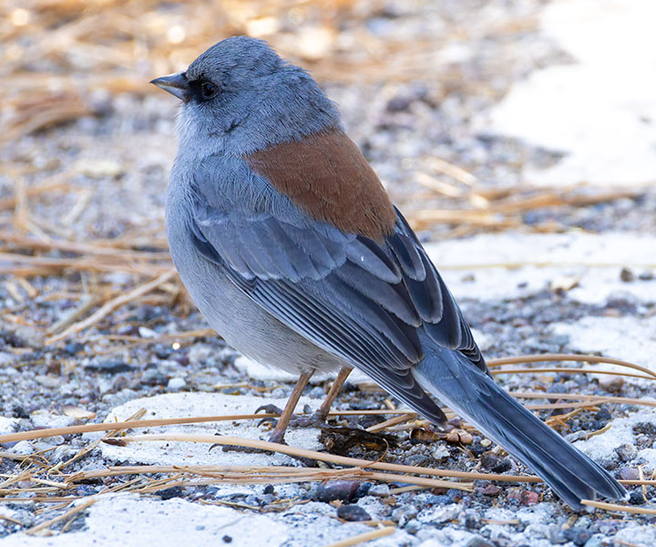 Dark-eyed Junco (Red-backed) Junco hyemalis dorsalis 