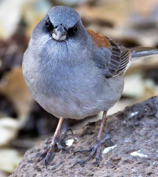 Dark-eyed Junco (Red-backed) Junco hyemalis dorsalis 