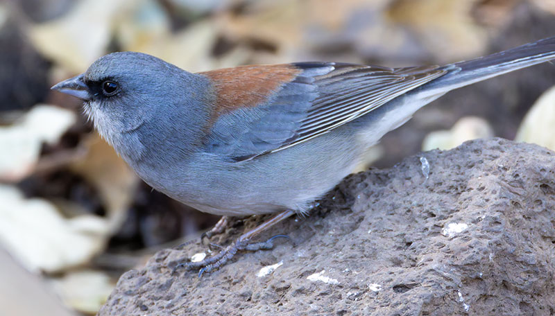 Dark-eyed Junco (Red-backed) Junco hyemalis dorsalis 