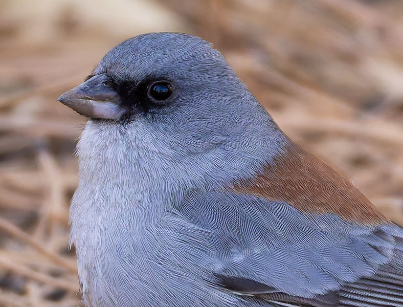 Dark-eyed Junco (Red-backed) Junco hyemalis dorsalis 