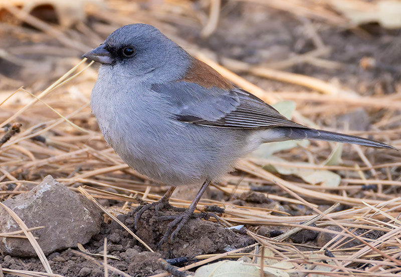 Dark-eyed Junco (Red-backed) Junco hyemalis dorsalis 