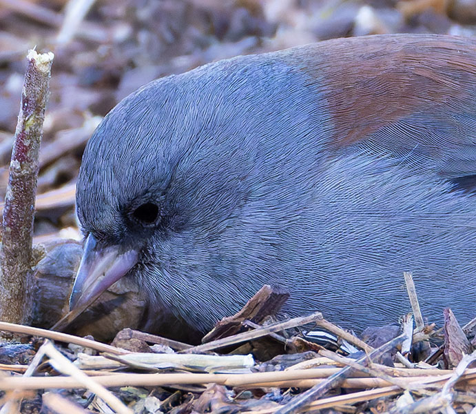 Dark-eyed Junco (Red-backed) Junco hyemalis dorsalis
