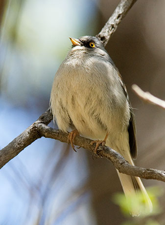 Yellow-eyed Junco Junco phaeonotus 