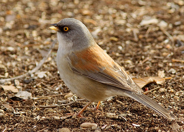 Yellow-eyed Junco Junco phaeonotus 