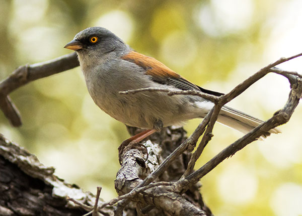 Yellow-eyed Junco Junco phaeonotus 