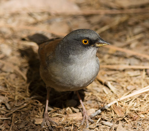Yellow-eyed Junco Junco phaeonotus 