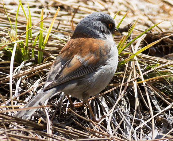 Yellow-eyed Junco Junco phaeonotus 