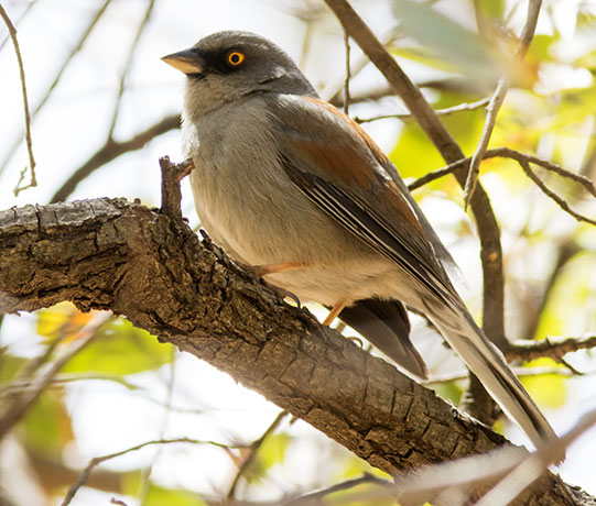 Yellow-eyed Junco Junco phaeonotus 