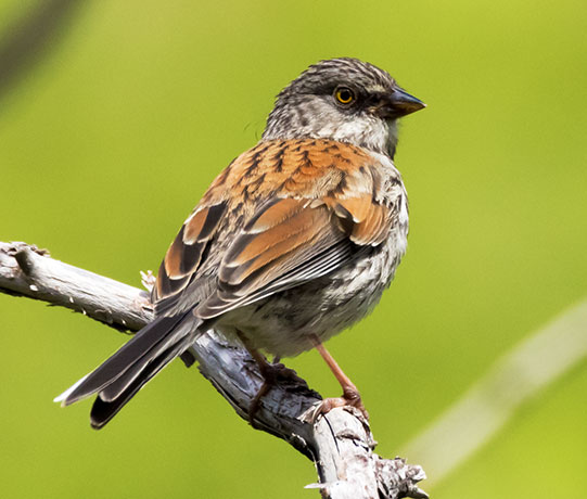 Yellow-eyed Junco Junco phaeonotus 